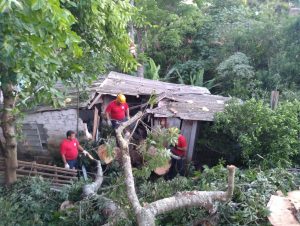 Mutirão corta árvore que atingiu casa no Bairro Virgilino Jaime Zinn