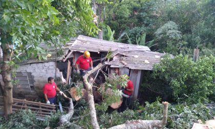 Mutirão corta árvore que atingiu casa no Bairro Virgilino Jaime Zinn