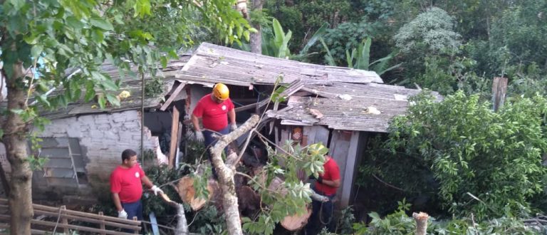 Mutirão corta árvore que atingiu casa no Bairro Virgilino Jaime Zinn