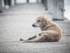 Câmara aprova criação de Conselho de Proteção Animal