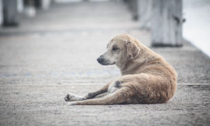 Câmara aprova criação de Conselho de Proteção Animal