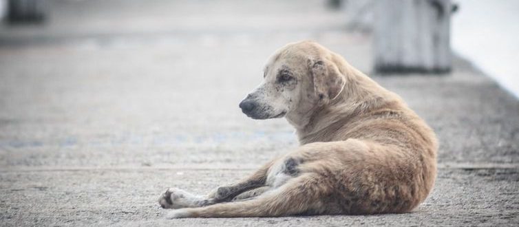 Câmara aprova criação de Conselho de Proteção Animal