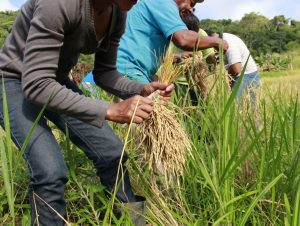 Preço do arroz gaúcho dá sinais de lateralização