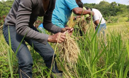 Preço do arroz gaúcho dá sinais de lateralização