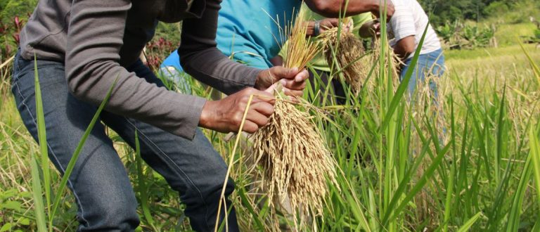 Preço do arroz gaúcho dá sinais de lateralização