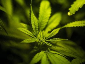 Anvisa aprova registro de medicamentos à base de maconha