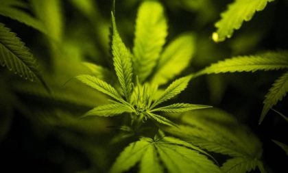 Anvisa aprova registro de medicamentos à base de maconha