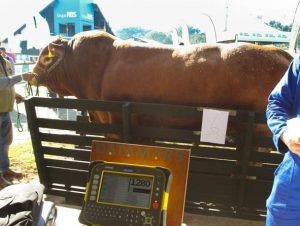 Cachoeira tem o melhor Limousin da América do Sul