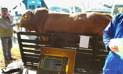 Cachoeira tem o melhor Limousin da América do Sul