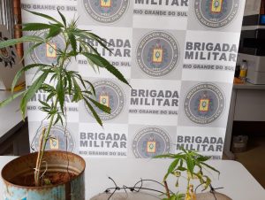 BM de Cachoeira do Sul apreende pés de maconha em Ferreira