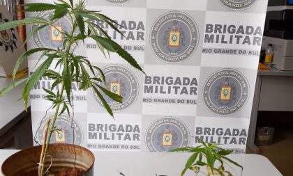 BM de Cachoeira do Sul apreende pés de maconha em Ferreira