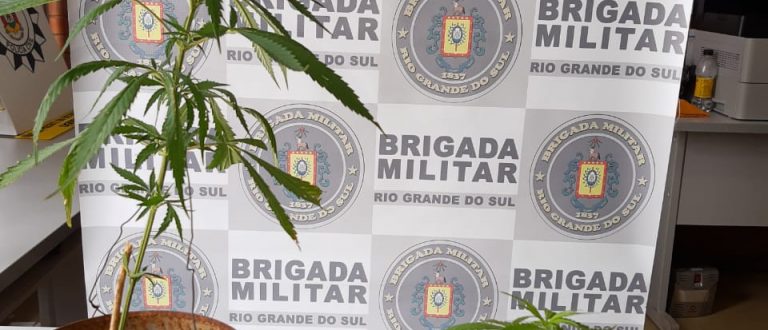 BM de Cachoeira do Sul apreende pés de maconha em Ferreira