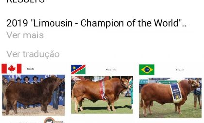 Limousin de Cachoeira é o 3º melhor do mundo