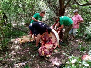 Meio Ambiente recolhe restos de animal abatido na zona norte