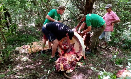 Meio Ambiente recolhe restos de animal abatido na zona norte