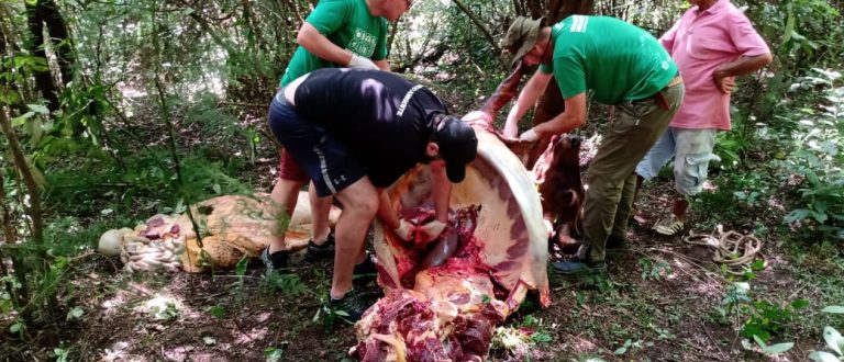 Meio Ambiente recolhe restos de animal abatido na zona norte