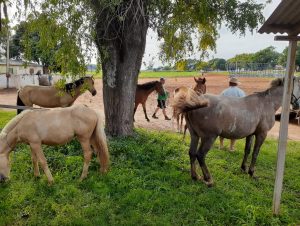 Animais abandonados são recolhidos pelo Meio Ambiente no Alto do Amorim