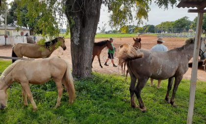 Animais abandonados são recolhidos pelo Meio Ambiente no Alto do Amorim