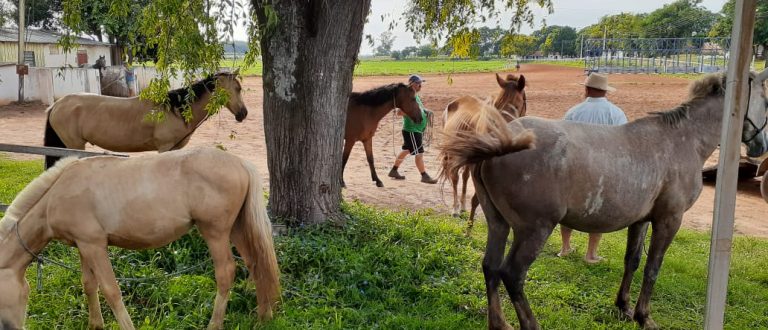 Animais abandonados são recolhidos pelo Meio Ambiente no Alto do Amorim