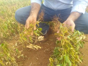 Efeitos da estiagem causam perdas nas lavouras de milho e soja