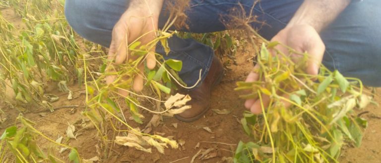 Efeitos da estiagem causam perdas nas lavouras de milho e soja