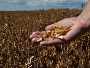 Agricultura e Emater vão avaliar as perdas na soja devido à estiagem