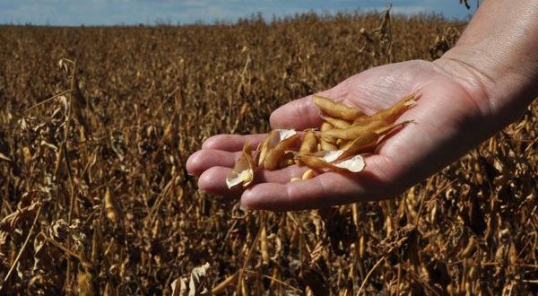 Agricultura e Emater vão avaliar as perdas na soja devido à estiagem