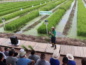 ARROZ – Dia de Campo Estadual do Irga reúne 1,2 mil pessoas