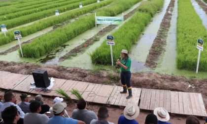 ARROZ – Dia de Campo Estadual do Irga reúne 1,2 mil pessoas