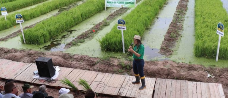 ARROZ – Dia de Campo Estadual do Irga reúne 1,2 mil pessoas