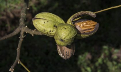 Colheita de nozes abre mais de 300 vagas no Sine