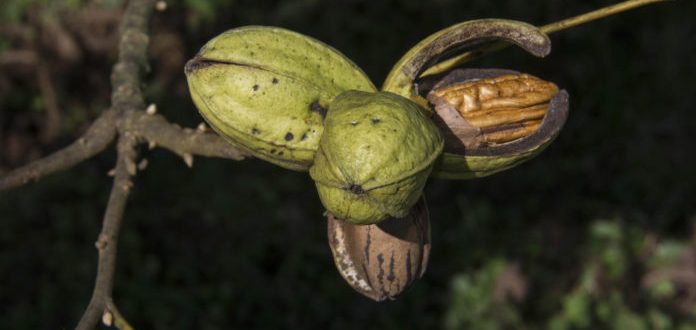 Colheita de nozes abre mais de 300 vagas no Sine