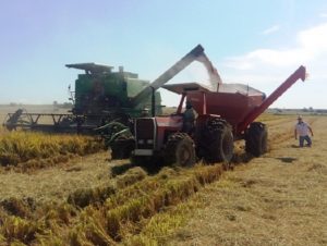 Vem aí a 30ª edição da Abertura da Colheita do Arroz no RS