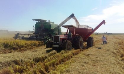 Vem aí a 30ª edição da Abertura da Colheita do Arroz no RS