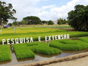 Irga destaca seus 80 anos na Abertura da Colheita do Arroz