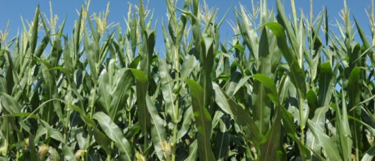 Colheita do milho avança no Estado e alcança 43% da área cultivada