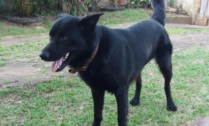 Cão é alvo de intoxicação com cocaína no Bairro Barcelos