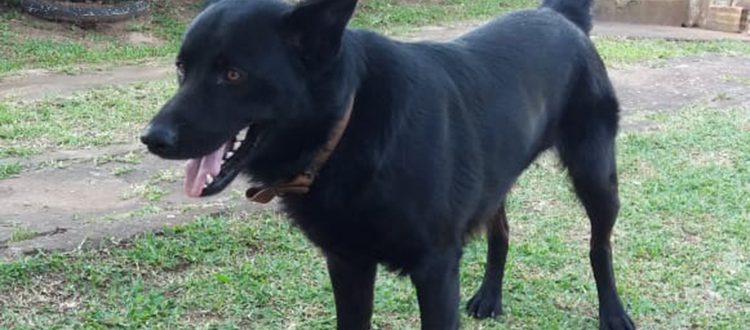 Envenenado com cocaína, cãozinho Lobo precisa de ajuda