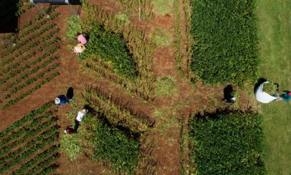 Secretaria da Agricultura participa da Expodireto em eventos técnicos e exposições