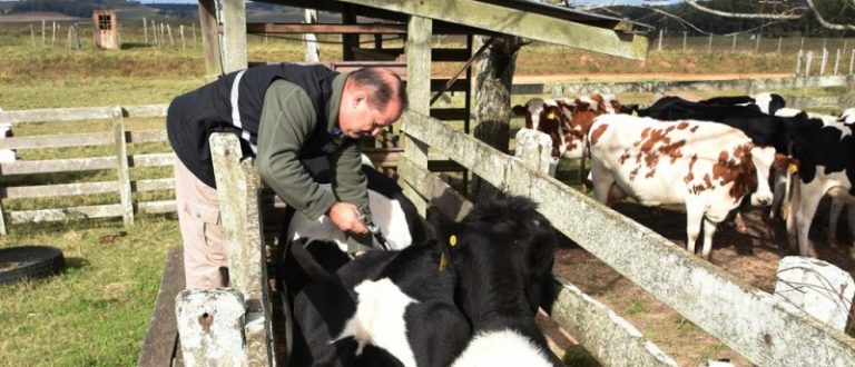 Começa na segunda-feira vacinação contra a febre aftosa