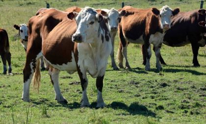 Produtor pode notificar emergências veterinárias pela internet