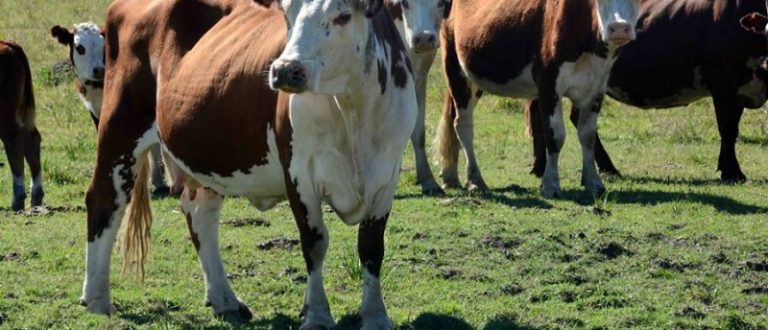 Produtor pode notificar emergências veterinárias pela internet