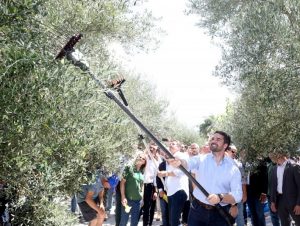 Na abertura da colheita de oliva promessa de estímulo ao setor