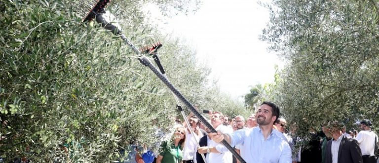 Na abertura da colheita de oliva promessa de estímulo ao setor