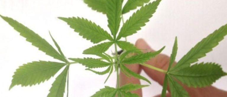 Venda de produtos derivados de maconha entra em vigor