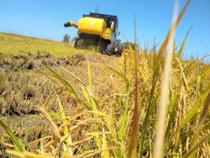 Arrozeiros já colheram mais de 80% da safra