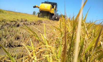 Arrozeiros já colheram mais de 80% da safra