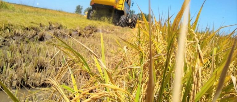 Arrozeiros já colheram mais de 80% da safra