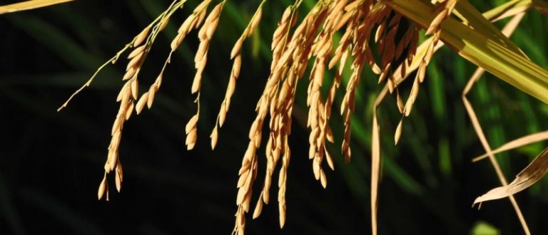 Safra do arroz deve alcançar 8 milhões de toneladas no Estado