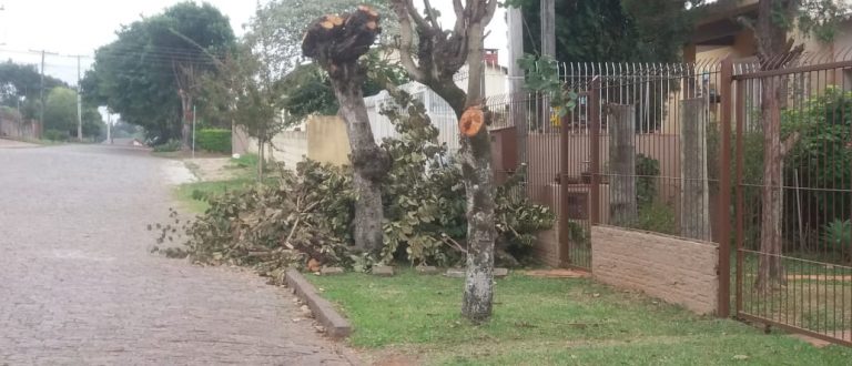 Moradores reclamam de corte de árvores no Bairro Tupinambá